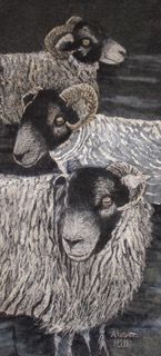 hill swaledales